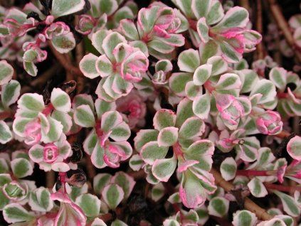 Sedum spurium ‘Tricolor’
