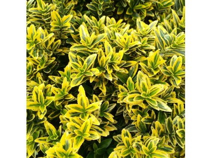 Euonymus japonicus microphyllus Pulchellus (2)