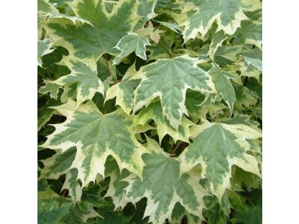 Javor mliečny Drummondii2