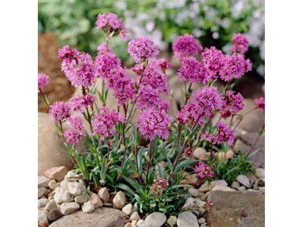 Lychnis Alpina - AKCIA