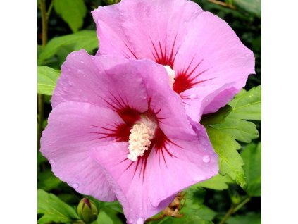 hibiscus syriacus woodbridge p5091 39425 image