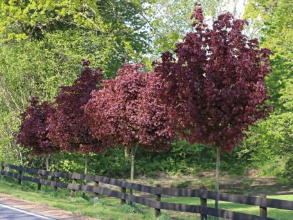 blut ahorn crimson sentry m048470 h 0