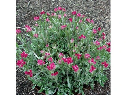 antennaria dioica rubra ukwap dwupienny