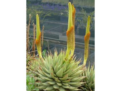 6a743f89a1004d47faea3033f2f74b1a