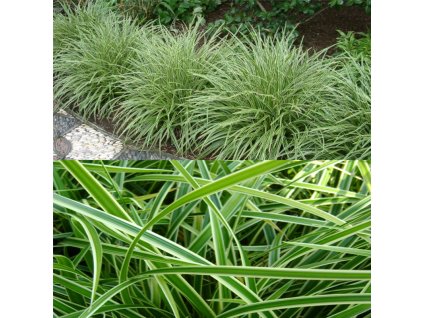 carex morrowii variegata japansegge