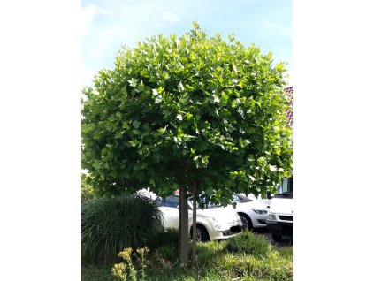 Platanus acerifolia Alphen s Globe 01