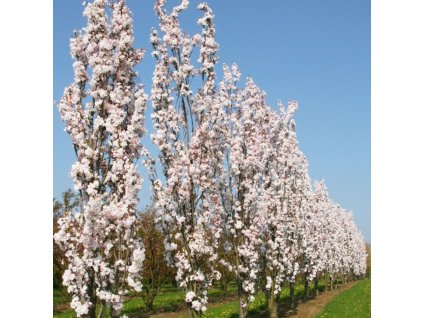 prunus amanogawa tree p3165 23992 image