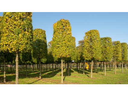 acer campestre elsrijk block stem 3