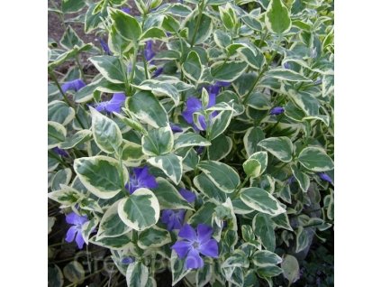 Vinca major Variegata