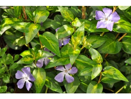 vinca major maculata lg