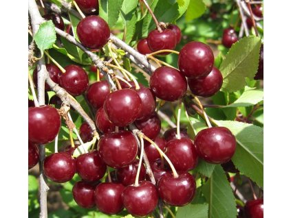 Višňa trpazličia (balkononella)- voľnokorenená