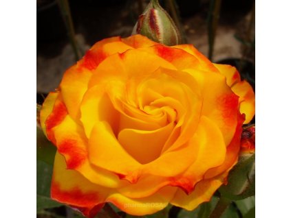 rosa jelroganor jaune rouge rosiers floribunda 05 004 standard 1