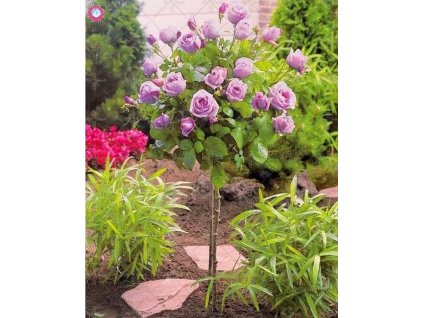 bf8b01804943b10303cbc782e261c742