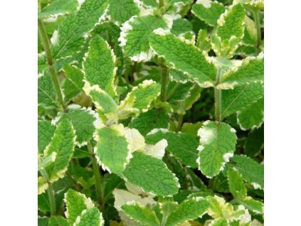 mentha rotundifolia variegata