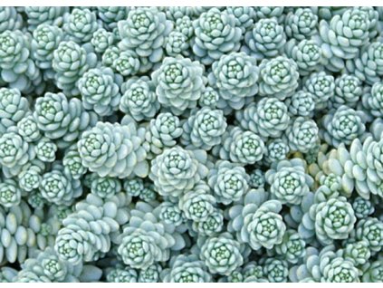 Sedum dasyphyllum Major