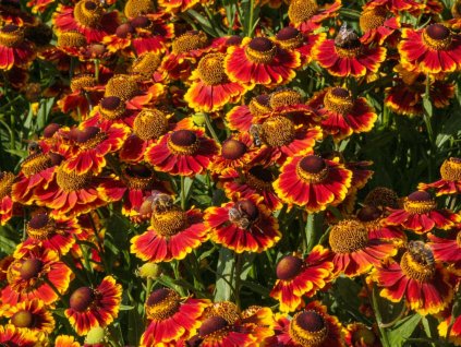 sonnenbraut biedermeier m058700 h 0