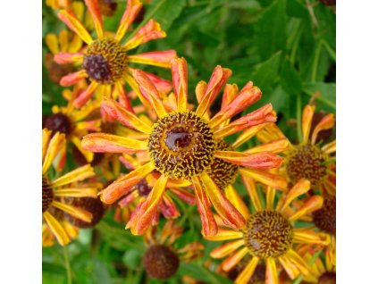 Helenium Loysderwieck