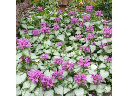lamium maculatum pink pewter
