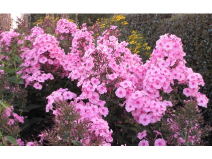 Phlox paniculata Herbstwalzer