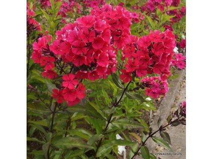 bulbs roots rhizomes phlox starfire summer phlox plant bareroot red flowers perennial shrub 2 308315 c427f986 6c39 404b aa93 a1ca792e3fa8 800x800