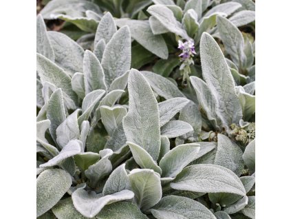 d0109f2d 4b50 474f 94bf d37b2da59bfc