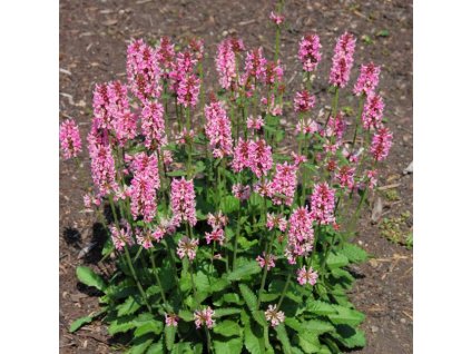 project 20090709 0009