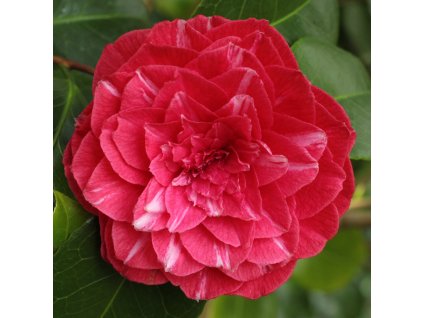 1h 024 princess baciocchi 01