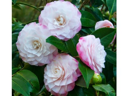 camelia 1