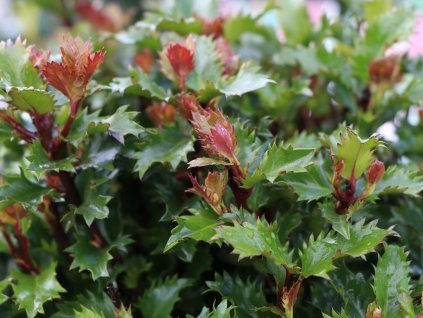 stechpalme magical little rascal s m061038 w 2