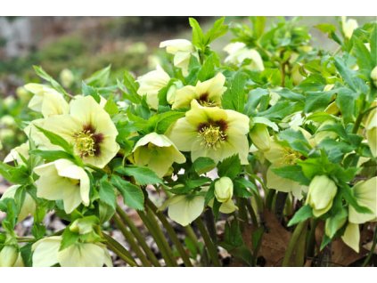 yellow helleborus orientalis
