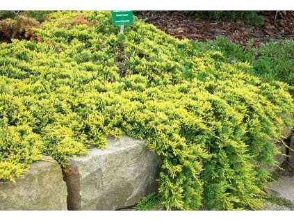 juniperus golden carpet