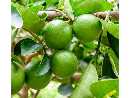 lime tree 0773402794