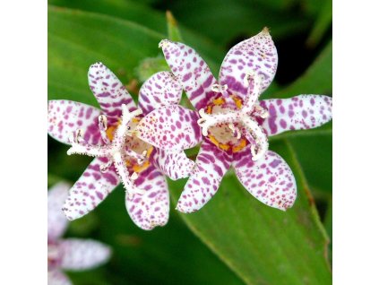 Tricyrtis hirta Miyazaki