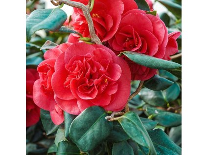 camellia curly lady 1