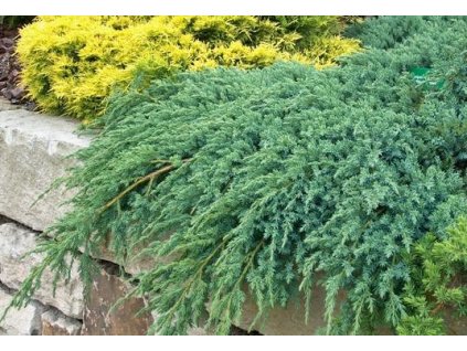 Juniperus Squamata Blue Carpet