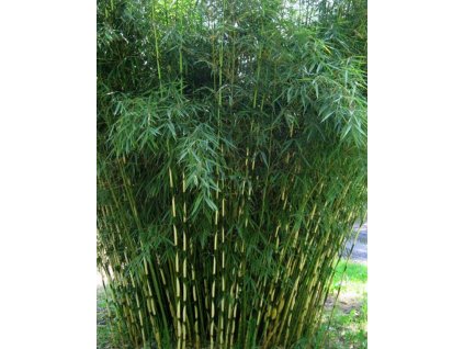 Bambus -Fargesia Pingwu