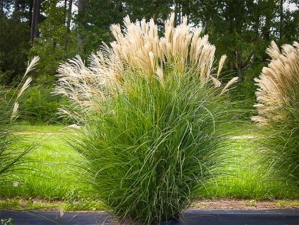 maiden grass gracilis 1