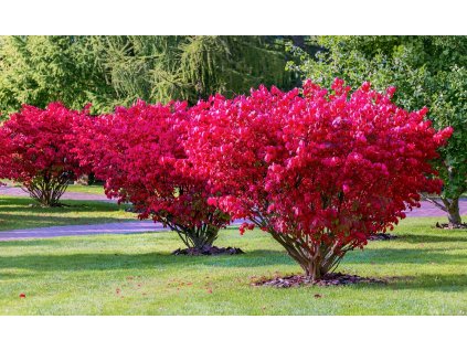 ef6c41ccff98157a56df057835fb8e25