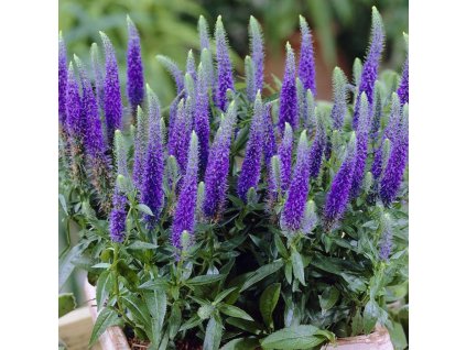 Veronica Ulster Blue Dwarf 3