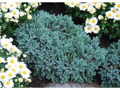 Juniperus Squamata Blue Star3