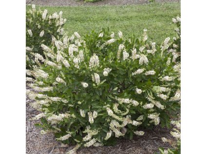 Clethra Vanilla Spice 1 1080 1080 60