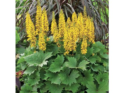 ligularia the rocket jardins michel corbeil