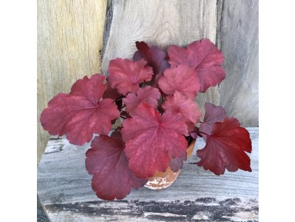 Heuchera Royal Ruby vuxen planta