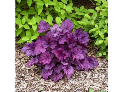 Primo Wild Rose Heuchera 2 copy jpg webp