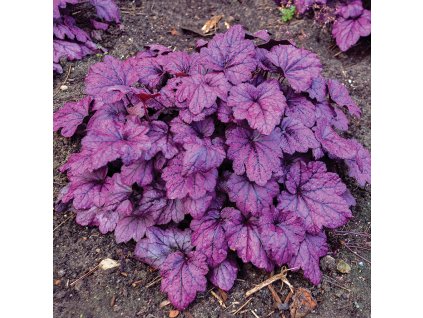 Heuchera  Purple Pride