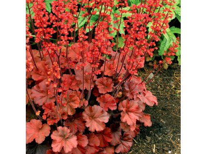 Heuchera Cherry Cola 2