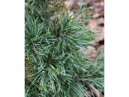 pin parv schoons bonsai 14091822 2