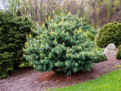 46283981425 5bd6fb7bb8 b