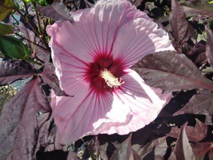 hibiscus moscheutos starry starry night