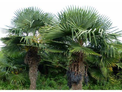 479 trachycarpus fortunei 5l akcia